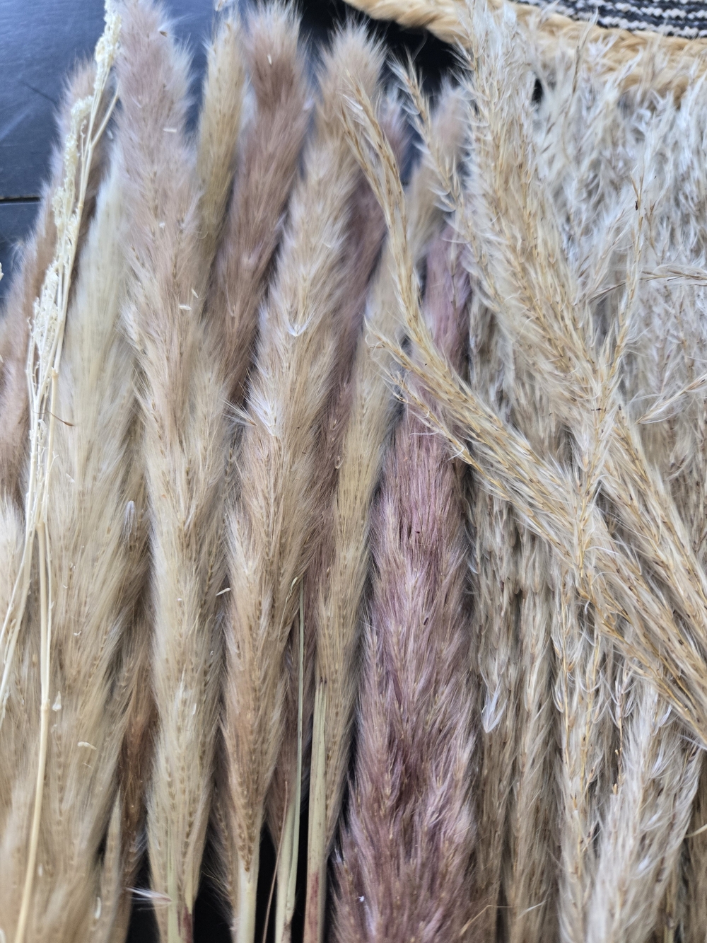 Natural Dried Pampas Grass Bundle - Neutral Tones - Picture 3 of 5